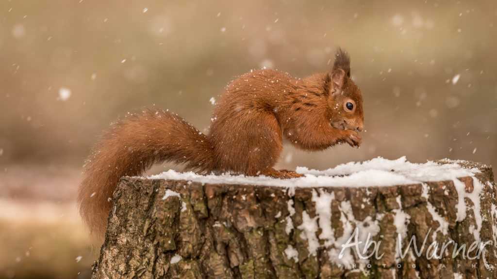 Red-Squirrel