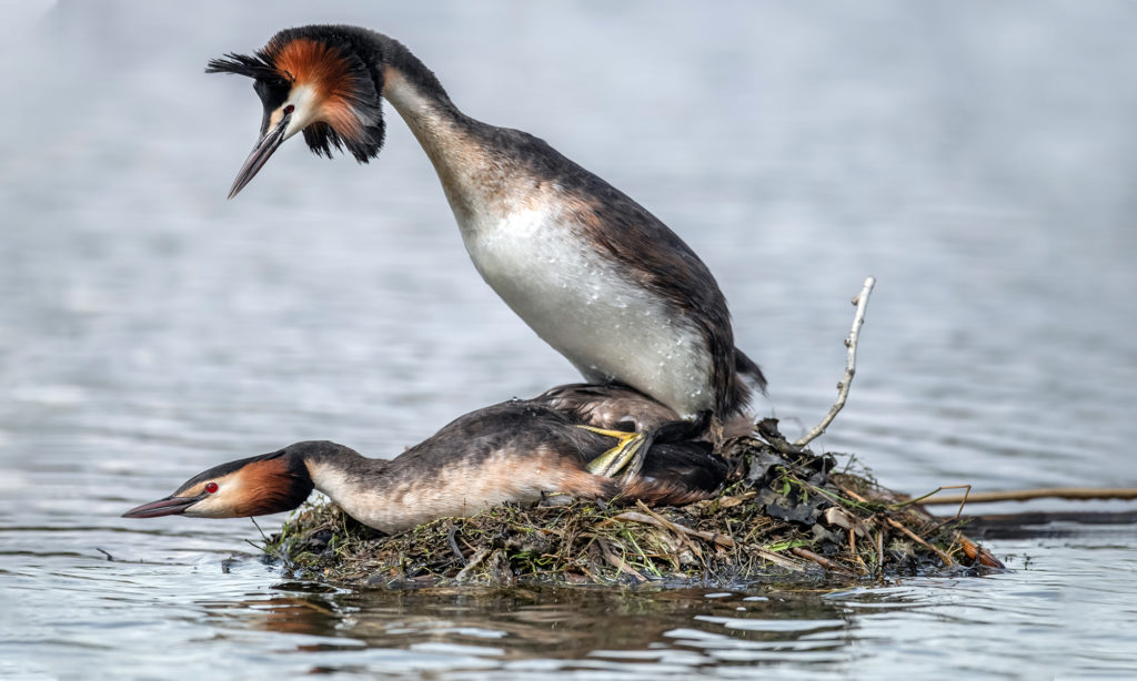 Mating great crested grebes