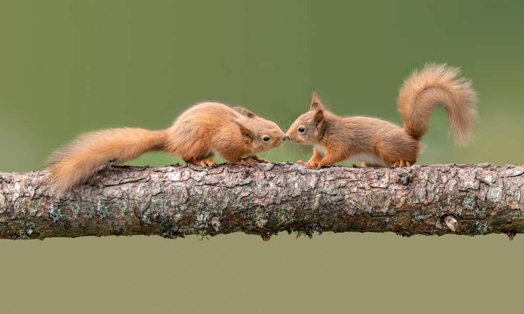 Red Squirrels kissing