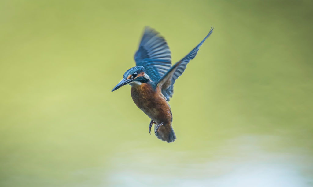 kingfisher flying
